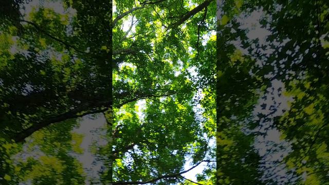 Деревья в лесу с несколькими стволами #лес #природа #Экология #широкаящель #поход