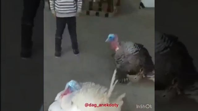 Индюшка зажигает???