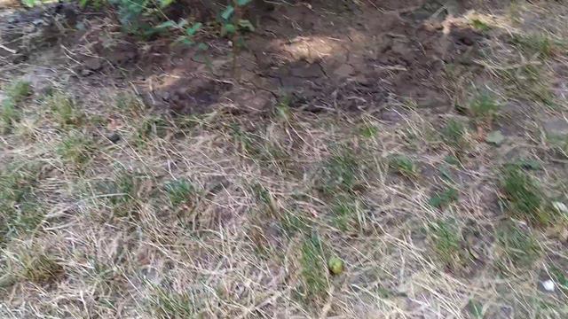 Шикарное семейство бенгальских котиков живут у нас во дворе...)
