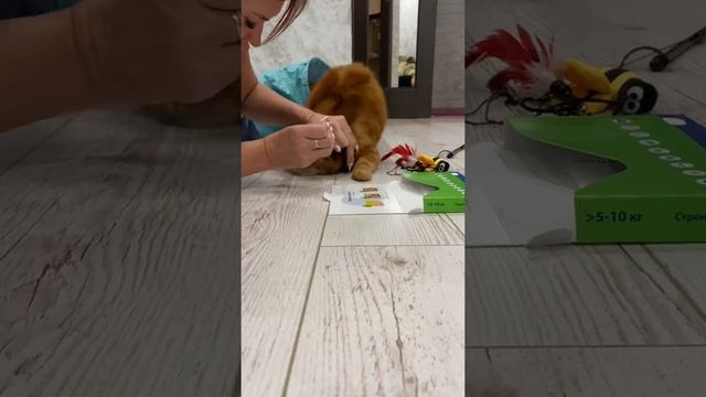 Ушной клещ! У кошек