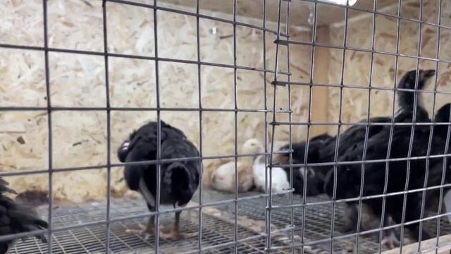 Переселение цыплят. Обустройство зимнего курятника.