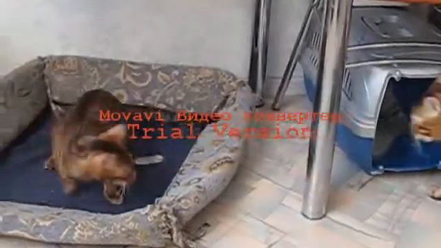 И снова бенгальские игры!