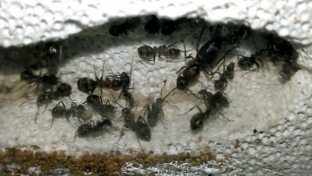 ЗАВЁЛ МЯСНЫХ МУРАВЬЁВ (РУССКИЙ АНАЛОГ) | ЧТО НУЖНО ЗНАТЬ ОБ SERVIFORMICA RUFIBARBIS?| РАЗБОР ВИДА!