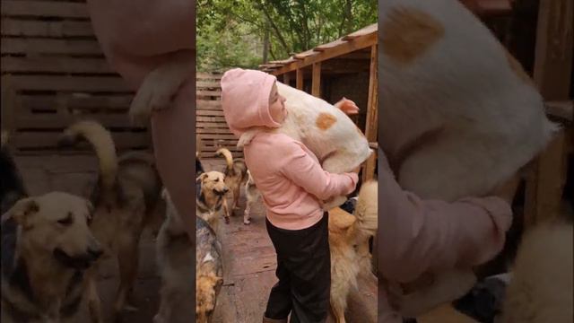 Вот, как животные любят!