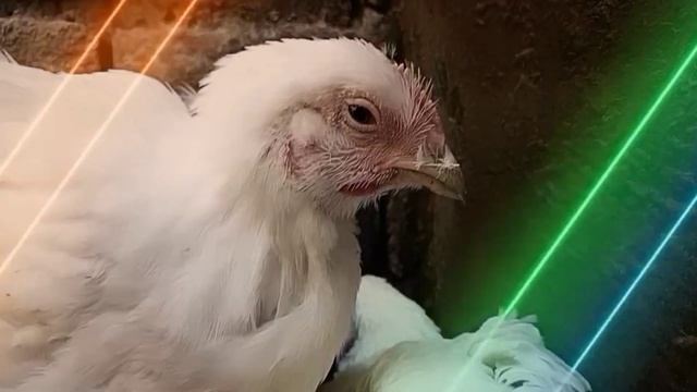 FUNNY CHICKEN DANCE ? | Masti Masti Govinda Song | Chicken Song Complex 4