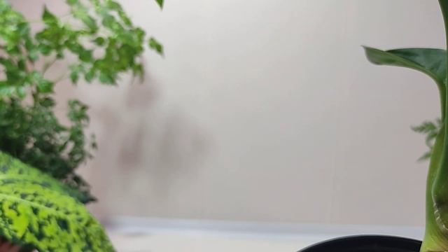 Мои зеленушки. Как мы растем.