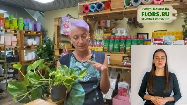 Эпипремнум Марбл Квин { СУРДОПЕРЕВОД } обзор красочного сорта комнатной лианы