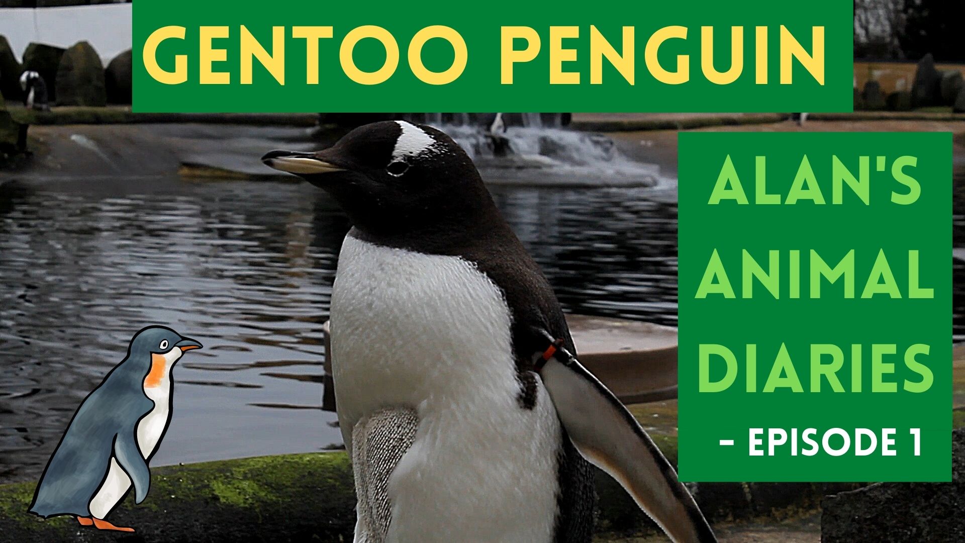 Meet The Gentoo Penguins At Edinburgh Zoo - Unbelievable Creatures On Alan's Animal Diaries #Penguin