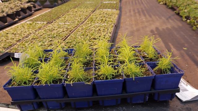 Propagation Greenhouse Tour
