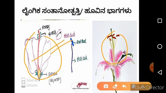 7th science REPRODUCTION IN PLANTS .
