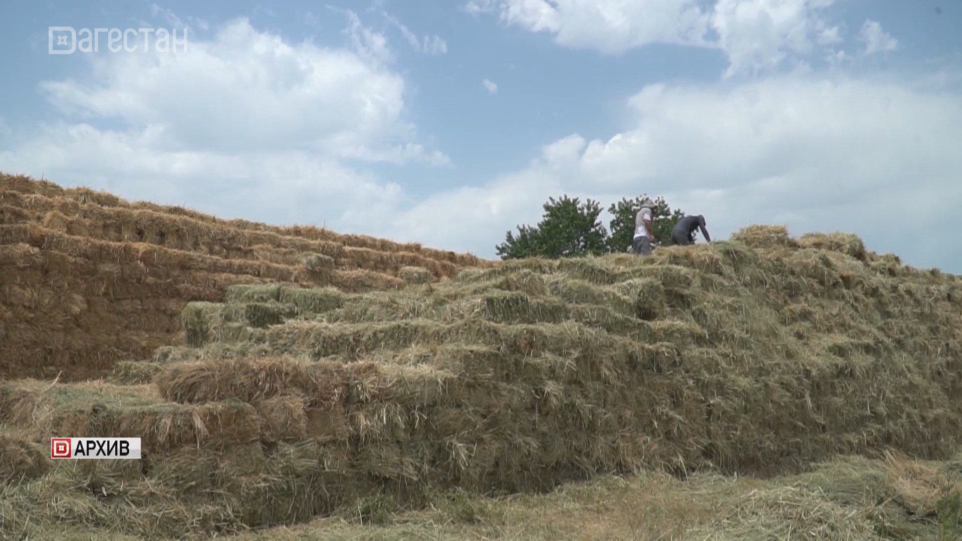 Дагестанские аграрии приступили к заготовке кормов на зиму