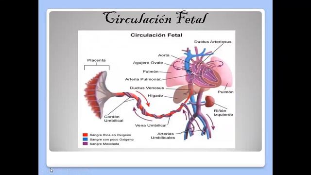 UNLA Enfermería en cuidado critico 18° clase con Mirta Seco "Cardiopatias congénitas"" (Parte 1)