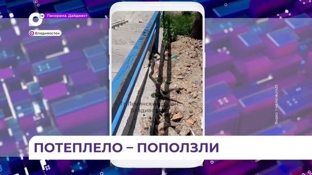 В Приморье проснулись змеи