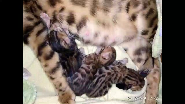 Бенгальские коты