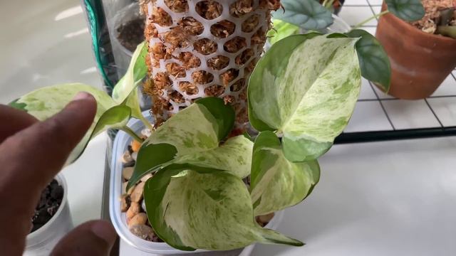 Houseplant Tour (Plant Room)