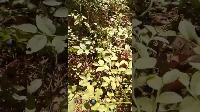 ❤️?Черника! Лес, комары, ягоды, папоротник выше колена! #Людиново #черника #лес #лесныеЯгоды