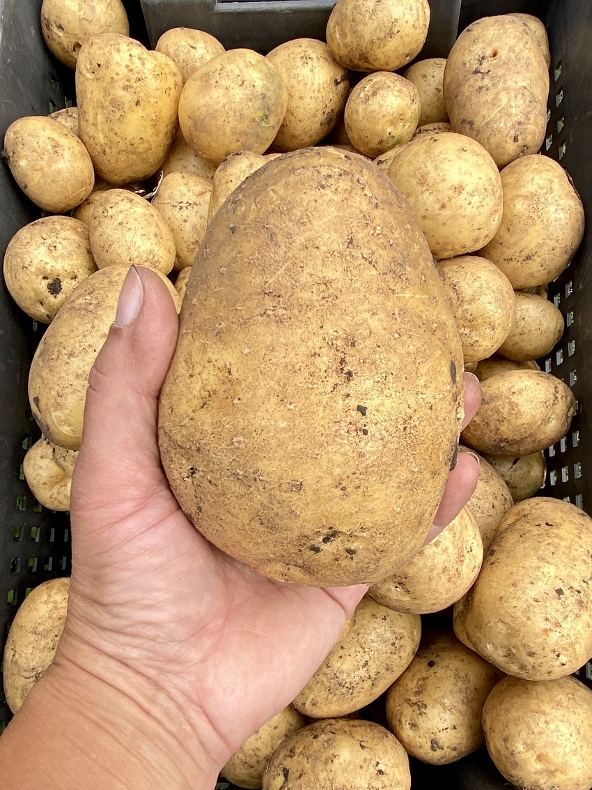 Картошка. Урожай 2022.