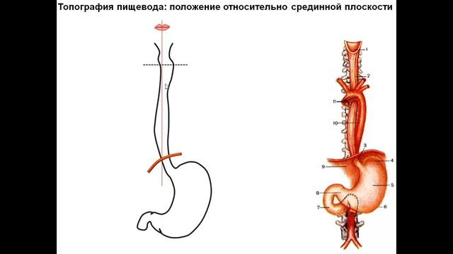 Топография пищевода