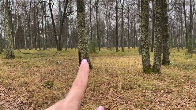 Деревья покрылись мхом!