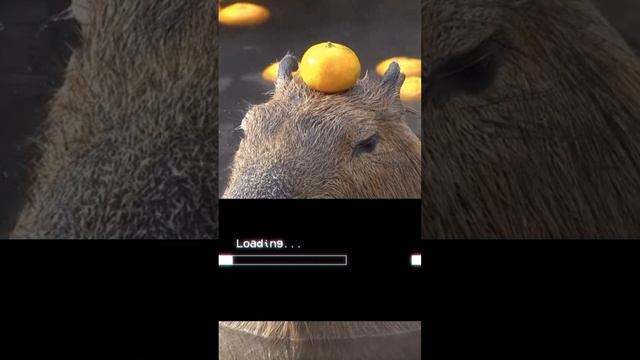 Жми F чтобы приручить капибару? #врек #врекомендации #капибара