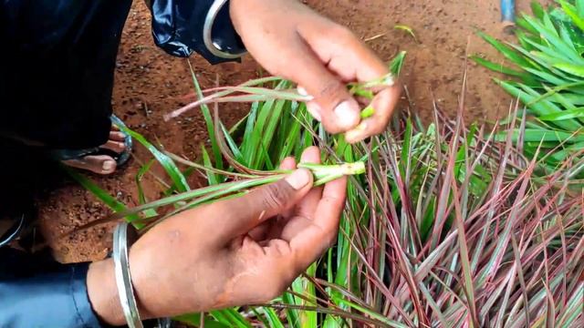 How to Propagate Dracaena MarginatatricolourDragon Tree from cuttingsडरसन कलरम