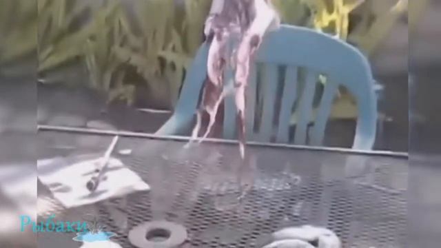 Что можно найти в желудке у рыбы!? Жесть!