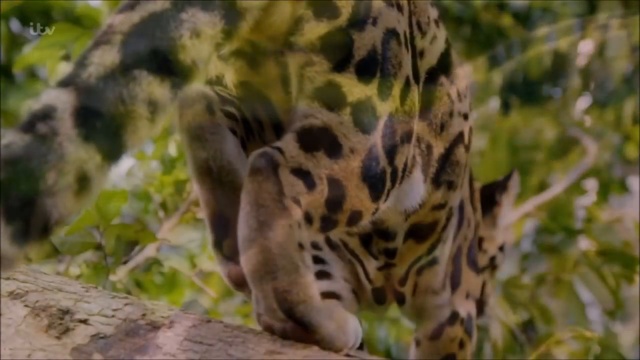 The Beautiful Clouded Leopard