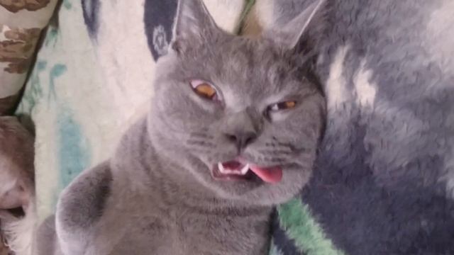 Летаргический сон кота Сильвера