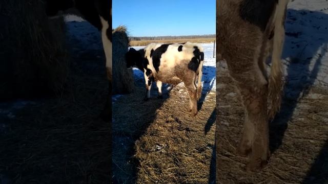 Бык черно пестрой породы 1,5 года...