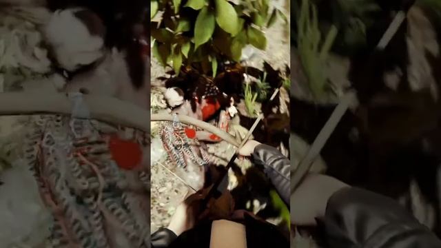 Лучшая ловушка