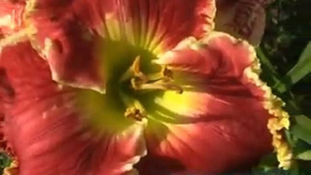 лилейник daylily BORN TO RUN.mpg
