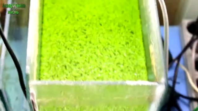 Гуппи на нерест