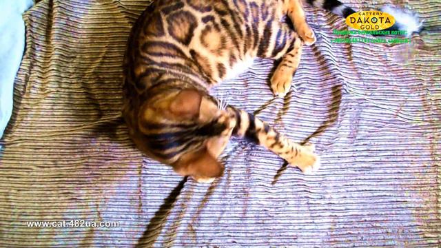 Boy 4 Black, Dakota Gold, bengal cat, cattery, kitten, 23122018