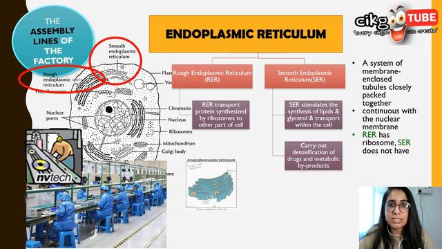 BIOLOGY KSSM FORM 4: 2.1 CELL STRUCTURE AND FUNCTION