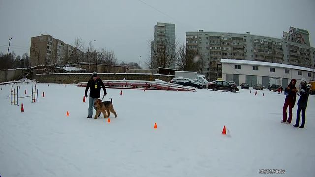 Rally Obedience КСС Аргус - Слепич Татьяна Эрдельтерьер ШЭР Джордано