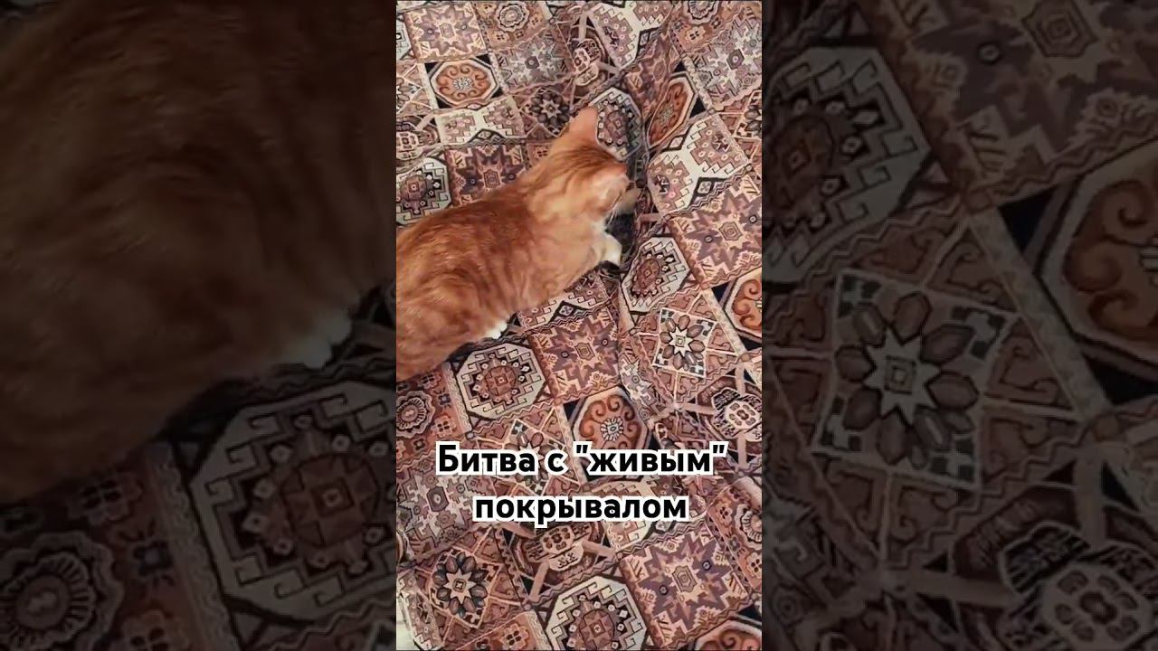 Что случилось? Неужели покрывало оживилось?  #котик #cat #Милота #Тиша #Боня #kitten  #catlover