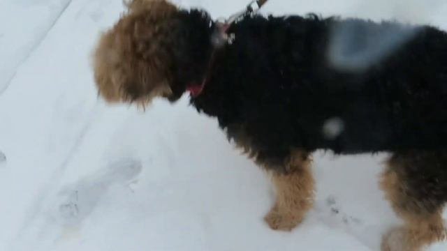 СНЕЖИНКА. Snowflake.