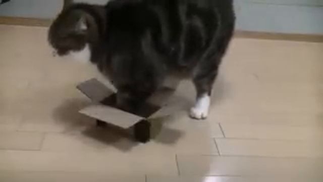 Кот Мару и коробки