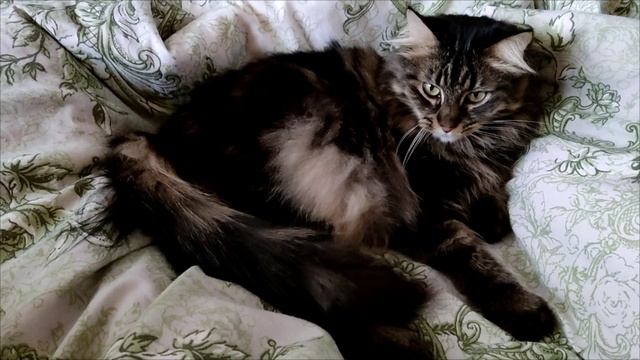 Красавица кошка Сима мурлычет 19