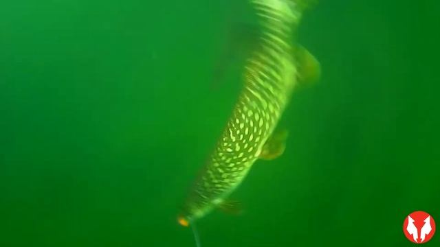 Pike Spin Fishing with Blue Fox Spoon