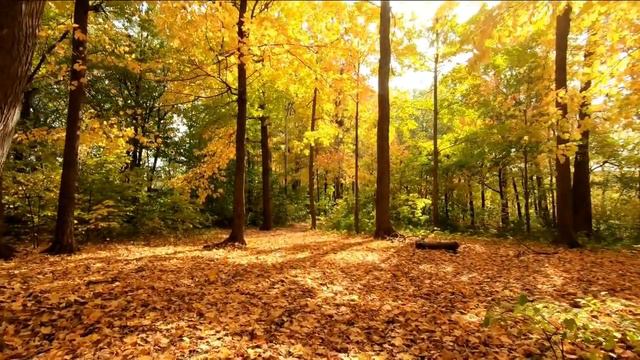 музыка для вас красивая музыка ВОЛШЕБНАЯ МЕЛОДИЯ ДУШИ.