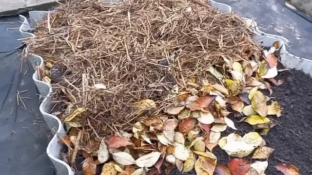 ОПАЛЕ ЛИСТЯ??ПЕРЕГНІЙ Прямо на Грядці.Цінне Органічне Добриволистоваземляперегнійзопалоголистяса