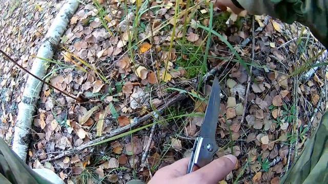 ПОИСК ГРИБОВ.БЕЛАРУСЬ. СБОР ГРИБОВ НА СЕКРЕТНОМ ПОЛИГОНЕ