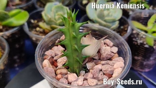 Huernia Keniensis - Гуэрния Кенийская.