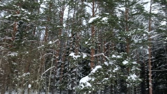 Прогулка по лесу