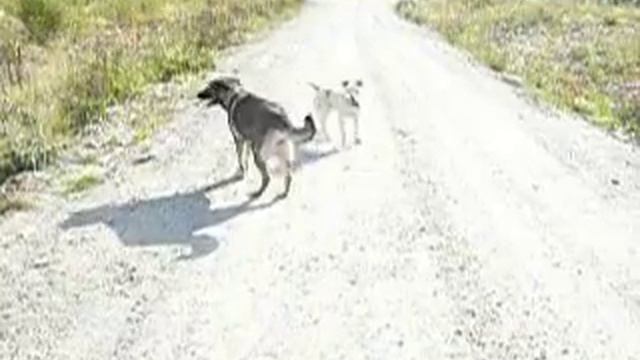 Amstaff and schäfer/dalmatin