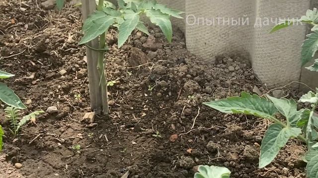 Срочно дайте это в Июне Томатам и они сразу обильно Заплодоносят! УРОЖАЙ ТОМАТОВ БУДЕТ ОГРОМНЫЙ!
