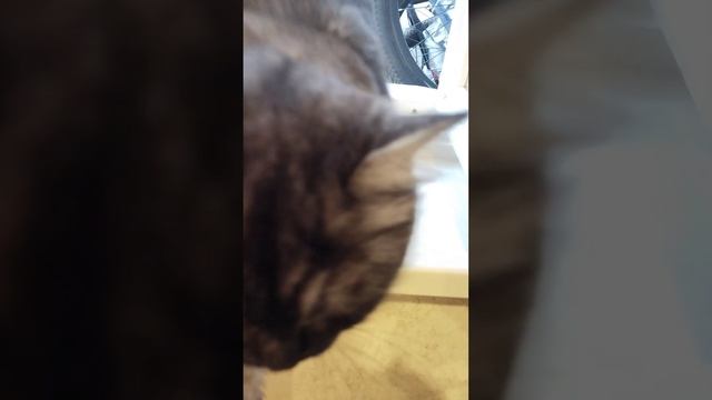 наш котёнок после прогулки ❤️