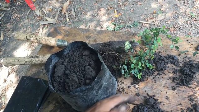 Cuidado y  reproducción de la planta enredadera (trepadora) monedita- Ficus pumila parte 1