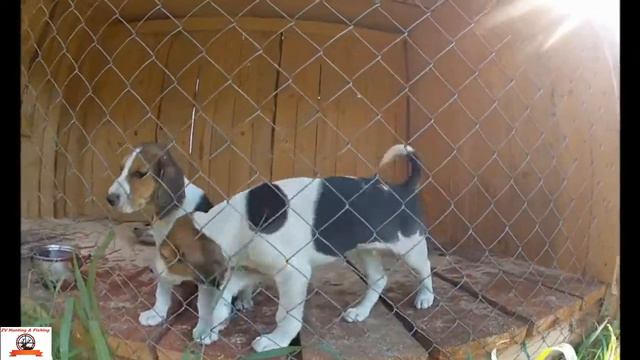 Hunting Puppies.Щенки охотничьи